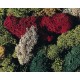 FALLER- Set de Lichen 5 coloris - 170730 - echelle HO